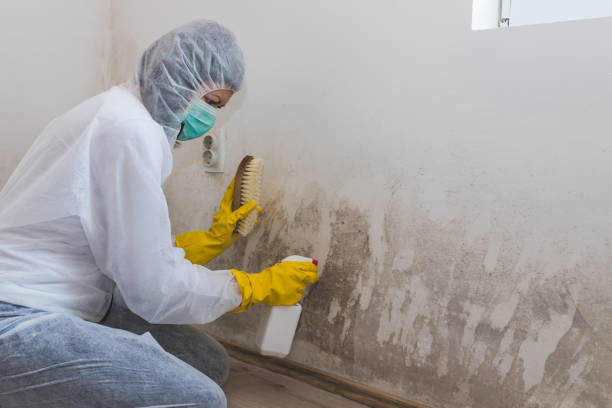 Trusted Slayton, MN Mold Inspection, Removal & Remediation Experts